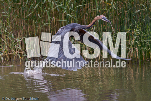 Purpurreiher (9 von 12).jpg